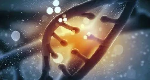 人類首例!豬腎移植人體手術完成,幾天內沒有排異反應發生 人類首例!豬腎移植人體手術完成,幾天內沒有排異反應發生