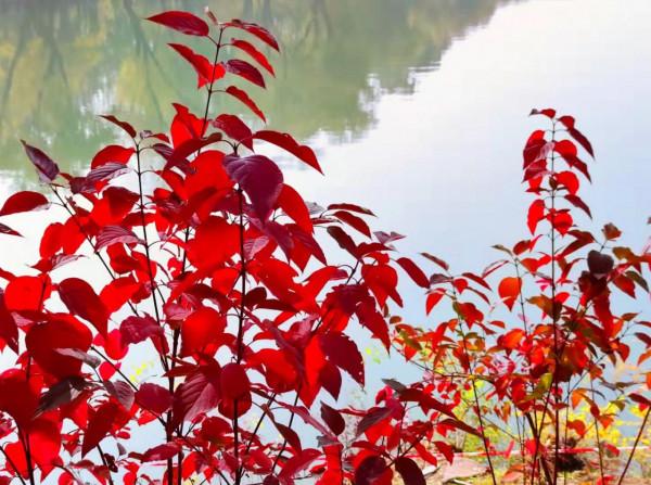 北京玉淵潭公園：如詩如畫的秋日美景