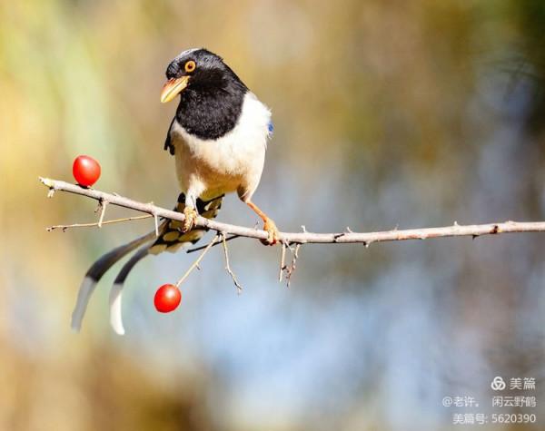 不為雞犬是戰狼，但看紅嘴藍鴉鵲