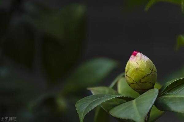 茶花還沒長花苞?適當“虐一虐”,空枝變花枝 茶花還沒長花苞?適當“虐一虐”,空枝變花枝