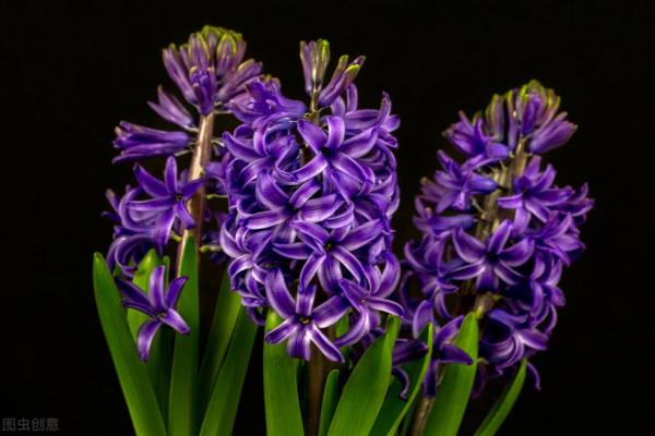 花園必備植物 風信子