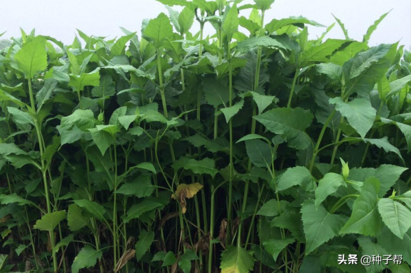 能收割15年的大葉蛋白菊，被人吹捧的很厲害，它究竟是一種什麼草