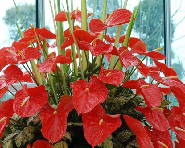 16種喜&OpenCurlyDoubleQuote;陰&rdquo;花，適合養在&OpenCurlyDoubleQuote;光照少&rdquo;的地方，光太強反而長不好