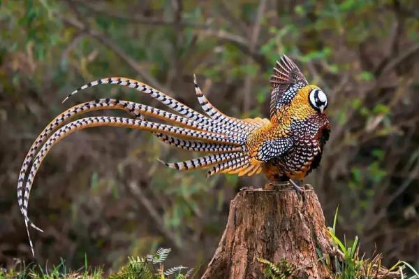 大自然中漂亮的“鳥兒”,日常生活中你見過幾種 大自然中漂亮的“鳥兒”,日常生活中你見過幾種