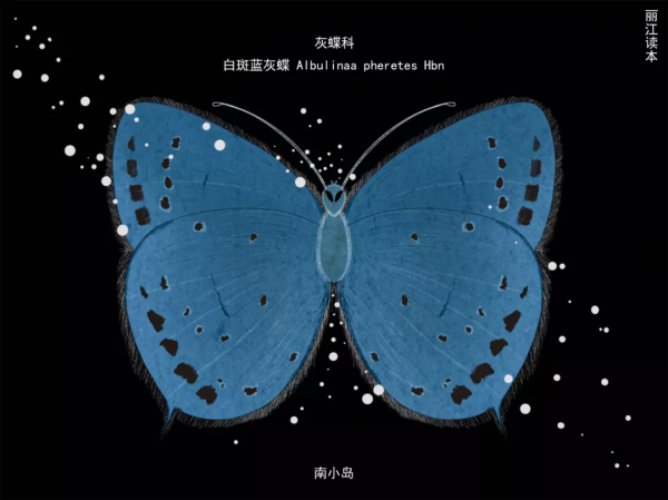 【COP15】看！這一隻只“會飛的花朵”