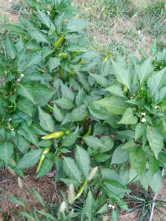 自己動手,豐衣足食,在家裡和車庫前面種的辣椒能自給自足啦 自己動手,豐衣足食,在家裡和車庫前面種的辣椒能自給自足啦
