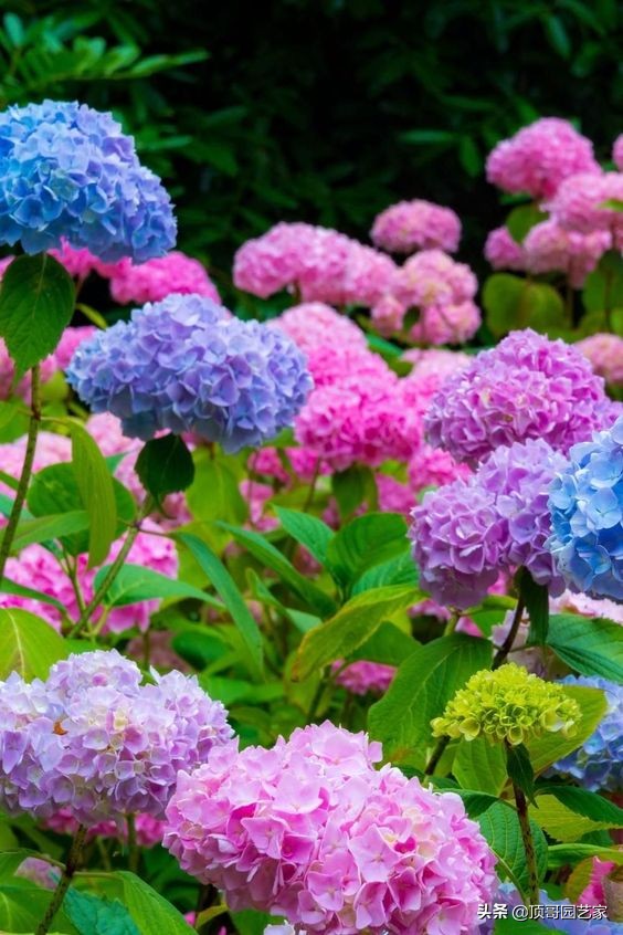 有花的院子才叫花園！沒花的花園最蒼白！花園應該這樣種花