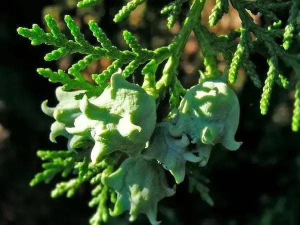 中藥古今研究：柏子仁