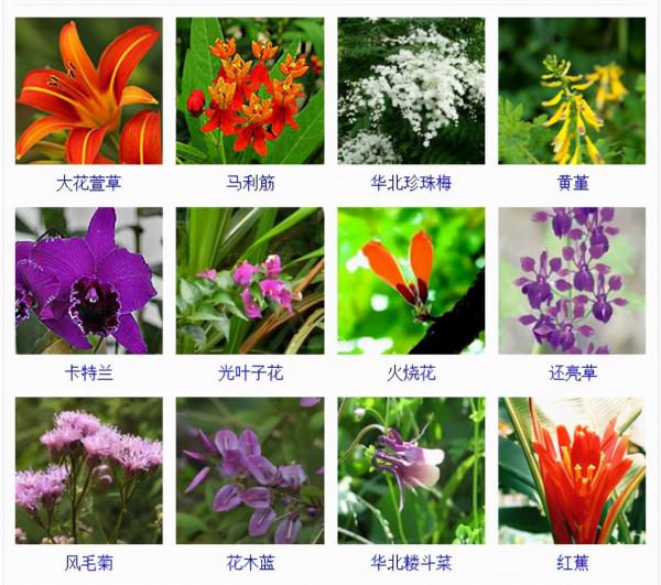認識這常見800種景觀觀花植物,從此花神就是你!附植物習性種植 認識這常見800種景觀觀花植物,從此花神就是你!附植物習性種植