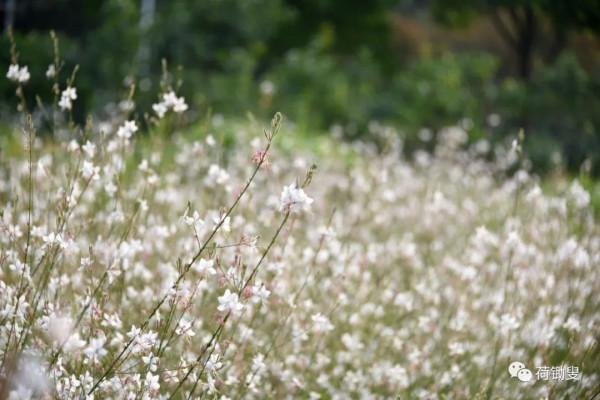 你見過山桃草嗎? 你見過山桃草嗎?