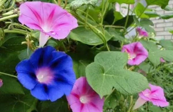 5種觀賞植物別地栽，繁殖能力太強，容易氾濫，不好清理