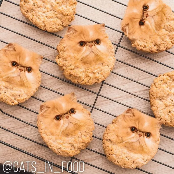 這樣的貓片，真下飯