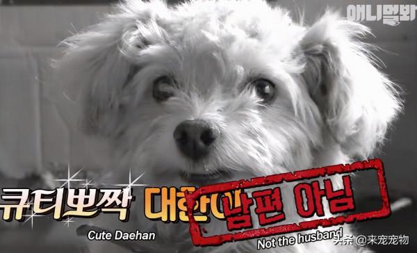 狗媽生了50只一模一樣的狗崽...裝監控、DNA鑑定只為找出渣爹 狗媽生了50只一模一樣的狗崽...裝監控、DNA鑑定只為找出渣爹