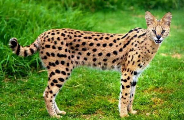 非洲小型貓科,不會為了食物發愁,每天卻要提防同屬科的捕殺 非洲小型貓科,不會為了食物發愁,每天卻要提防同屬科的捕殺