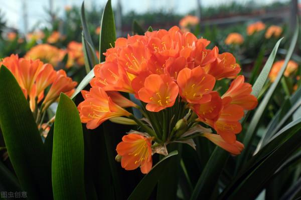 開在冬季裡的花有哪些? 開在冬季裡的花有哪些?