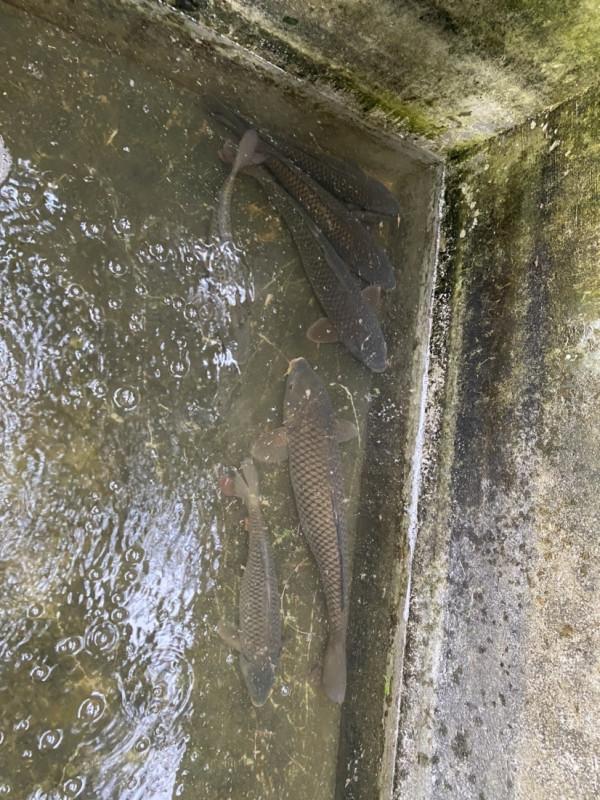 「秋釣」升鍾湖垂釣，改變線組，漁獲滿倉