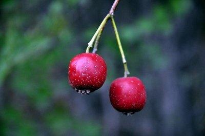 胃功能差的人，建議儘量少踫“3紅”，多補“2黃”