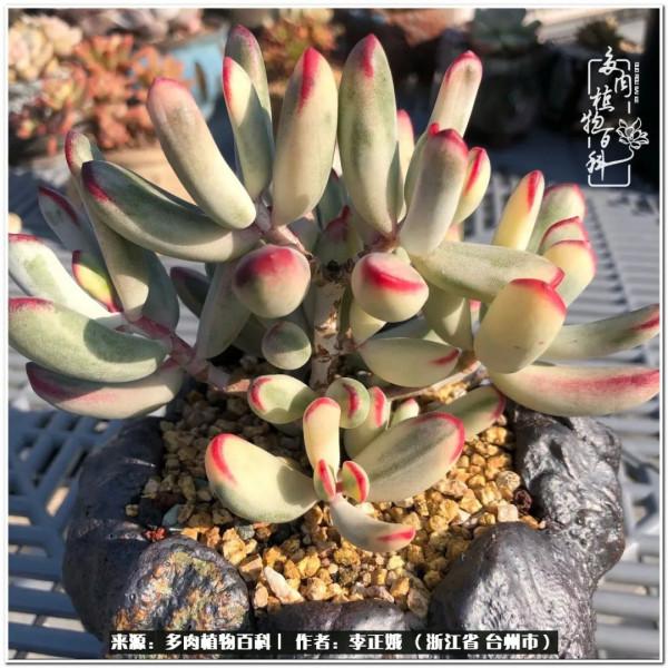 我的多肉，我的小世界