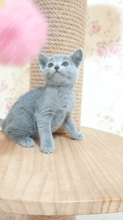 這幾種貓就是“白眼狼”,別指望它報恩,不報仇都不錯了 這幾種貓就是“白眼狼”,別指望它報恩,不報仇都不錯了