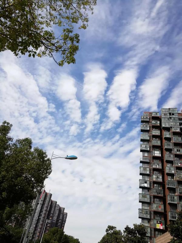 雲之舞～邂逅金鳳凰