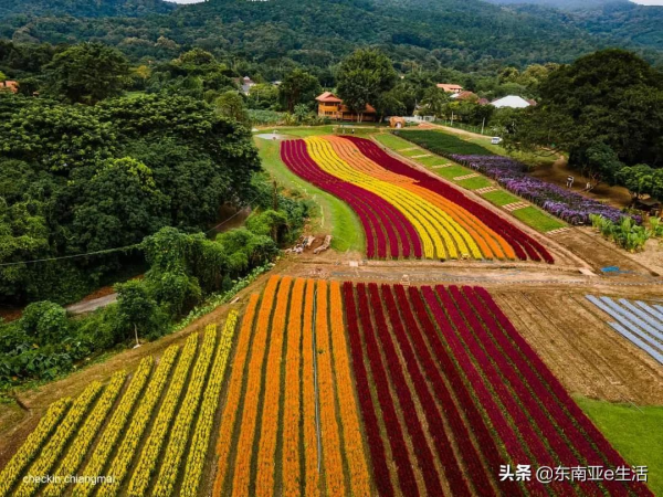 涼季來了！今年清邁有哪些唯美浪漫的花田？