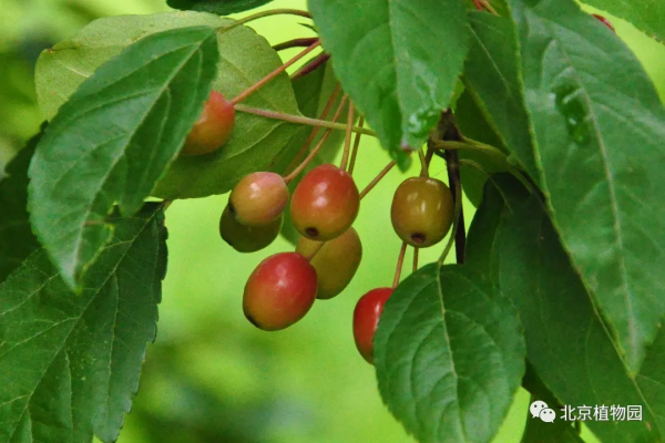 春華秋實,賞海棠紅果正當時~ 春華秋實,賞海棠紅果正當時~
