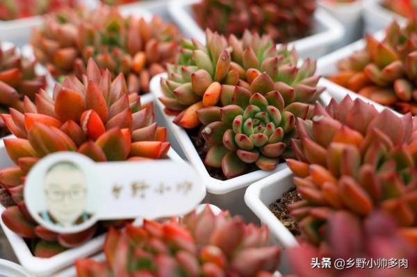 冬季是養出花心的季節,小帥介紹5款多肉,個個狀態驚豔 冬季是養出花心的季節,小帥介紹5款多肉,個個狀態驚豔