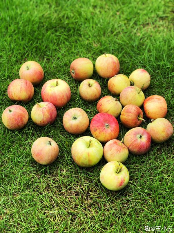 盆栽蘋果就是甜，孩子倆手一個都不夠，養護蘋果樹你做對了嗎