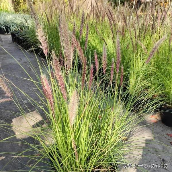 25種觀賞草,觀葉、賞花、好養、皮實,是花園最不可缺少的美景 25種觀賞草,觀葉、賞花、好養、皮實,是花園最不可缺少的美景