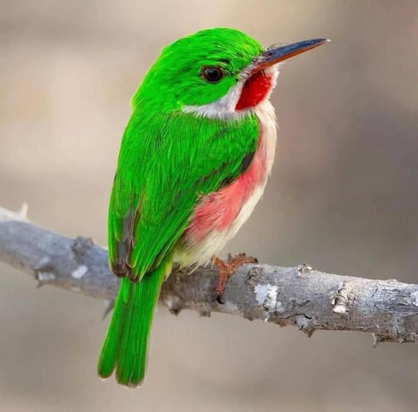 分享——最珍貴罕見的鳥