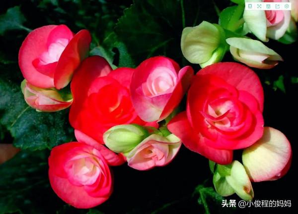 分享——麗格海棠花