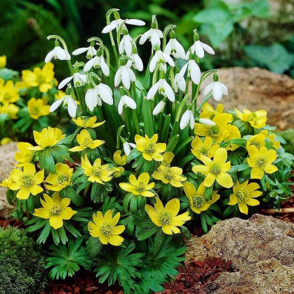 冬菟葵～頂生一朵黃花，花期冬季至早春