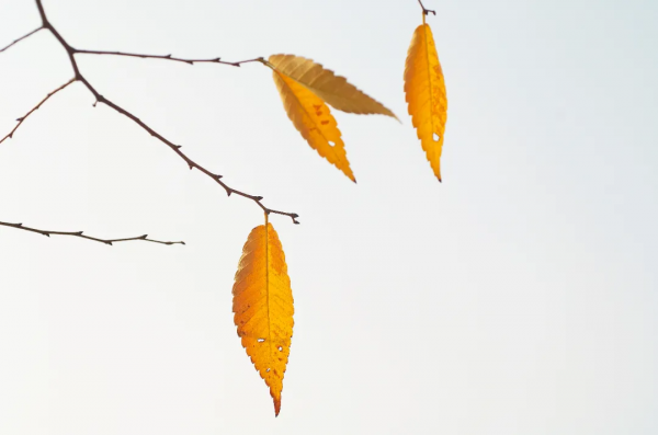 美好的10首秋天詩詞,陌上清秋處,歲月宜靜美 美好的10首秋天詩詞,陌上清秋處,歲月宜靜美