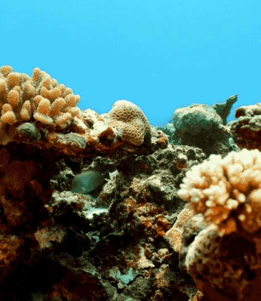 全球唯一隻接待中國公民的海島！比馬代純淨，僅有5萬國人去過