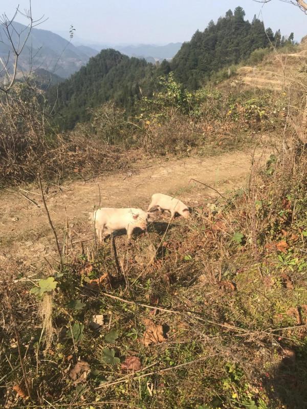 第一批迴家過年的人，已經開始上山放豬