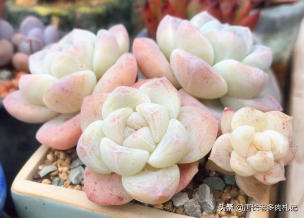 多肉冰魄不是冰玉，雖然名字只有一字之差，但它有2個明顯的特徵