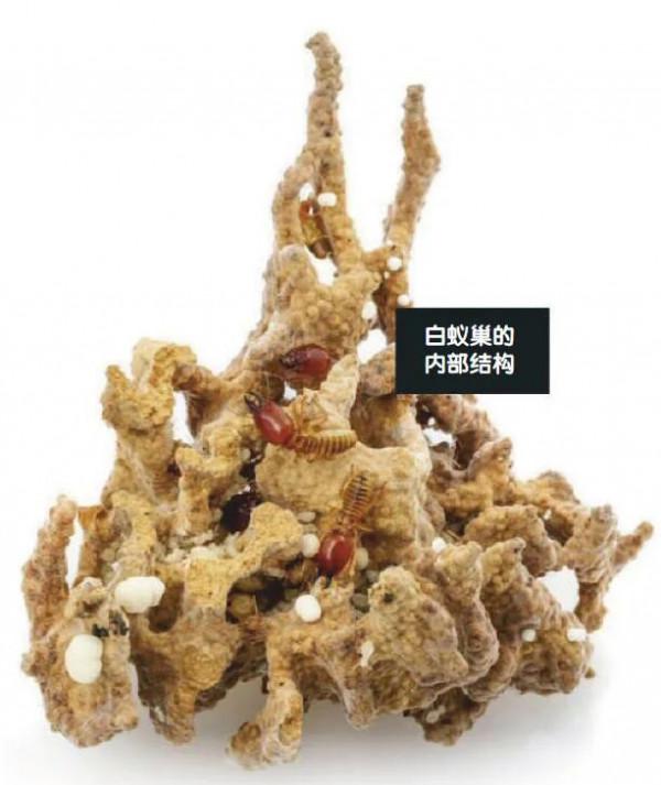 蘑菇≠真菌！真菌的這些趣事你要知道