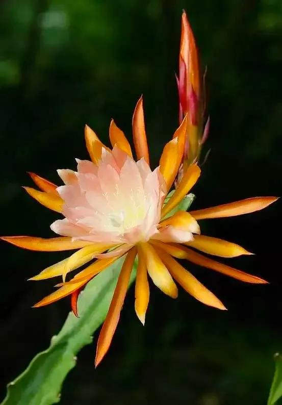 分享：曇花一現，精彩絕倫，讓人驚歎