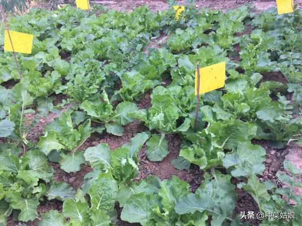 總想種點菜,病蟲害太煩人了,掌握這些竅門,病蟲少,幾乎不打藥 總想種點菜,病蟲害太煩人了,掌握這些竅門,病蟲少,幾乎不打藥