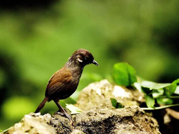 弄崗穗鶥是用中國地名命名的鳥,目前仍然僅存中國 弄崗穗鶥是用中國地名命名的鳥,目前仍然僅存中國