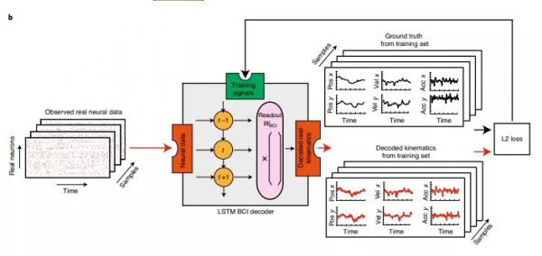 Nature子刊：利用AI​“深度偽造大腦資料”以改善殘疾人的腦機介面