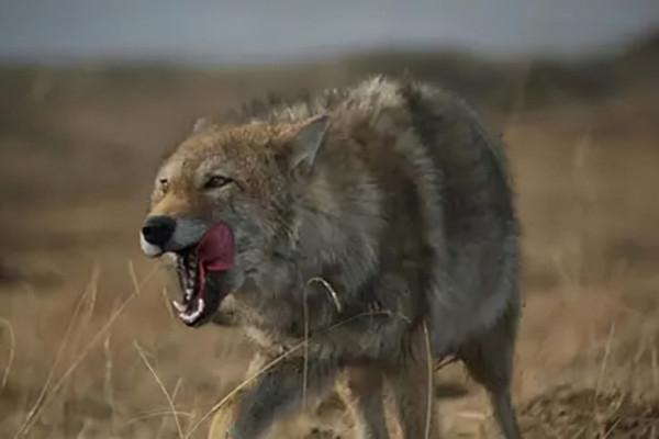 11年前，把狼當兒子帶回家的成都女孩，10年後在草原與它再次相認