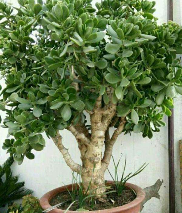 張大爺養的玉樹，二三年全都成老樁，有些還開出漂亮的花，值錢了