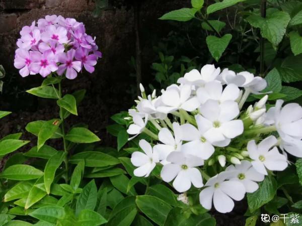 “壽命長”的10種花,寓意好,格調高,老人見了眉開眼笑 “壽命長”的10種花,寓意好,格調高,老人見了眉開眼笑