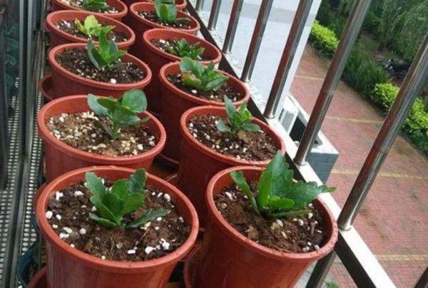 6種花的“氣生根”，剪下來，不用扦插，也能長滿根