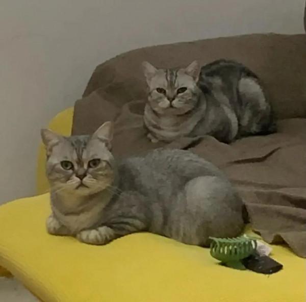 家有養貓的,記得安鎖,以防你的貓帶朋友來吃窮你 家有養貓的,記得安鎖,以防你的貓帶朋友來吃窮你