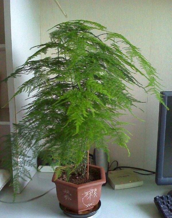 家中養&OpenCurlyDoubleQuote;5種竹&rdquo;，富貴不俗，護家祥瑞，好日子節節高升