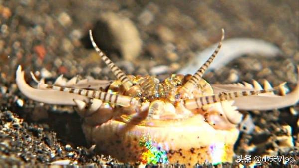 世界上最長的多毛類動物&mdash;&mdash;博位元蟲，進來看看味道如何