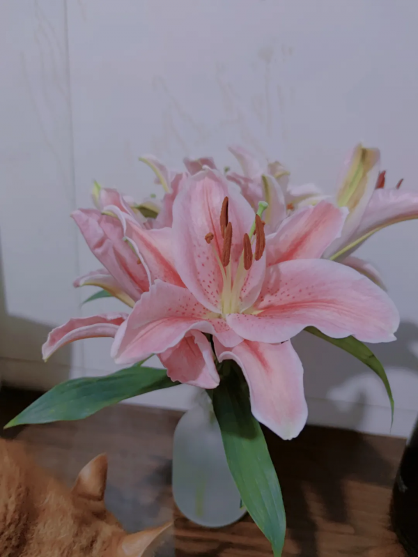 2塊錢，奪走了我家貓的命