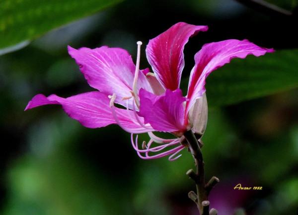 紫荊花，花大豔麗似彩蝶